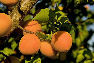 Image showing apricot