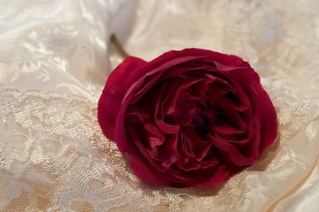 Image showing red rose on satin and lace