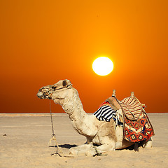 Image showing camel sits