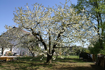 Image showing garden in spring