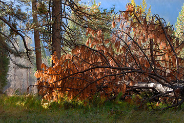 Image showing Fallen pine tree in forest