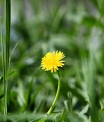 Image showing one yellow dandelion