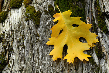 Image showing Golden leaf resting on weathered tree stump