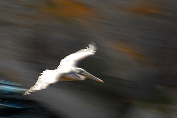 Image showing Pelican in flight showing motion