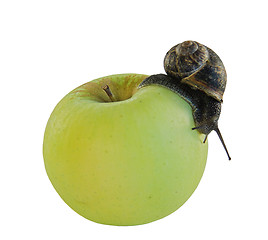 Image showing snail and apple