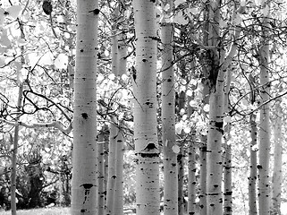 Image showing Black and white image of Aspen trees