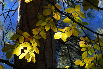 Image showing Sun streaming through forest lighting leaves of a tree