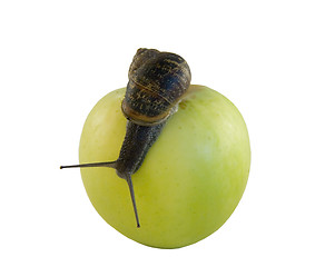 Image showing Snail and apple