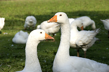 Image showing Free range geese