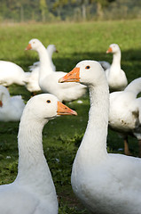 Image showing Free range geese