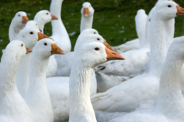 Image showing Free range geese