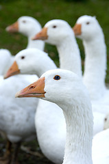 Image showing Free range geese