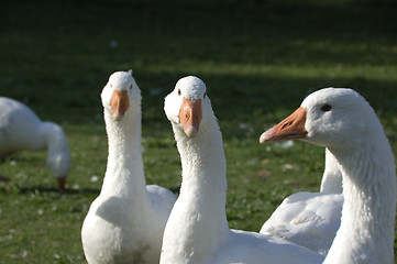 Image showing Free range geese