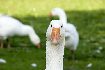 Image showing Free range geese