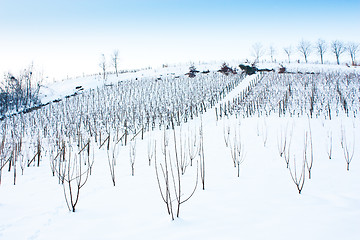 Image showing Tuscany: wineyard in winter