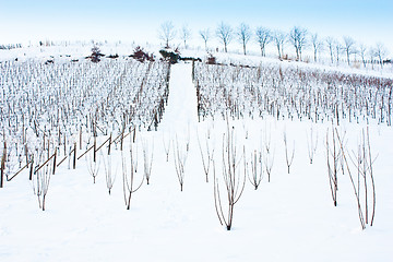 Image showing Tuscany: wineyard in winter