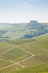 Image showing Tuscany vineyard