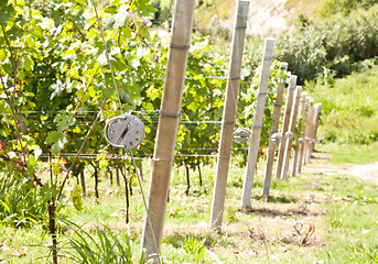 Image showing Italy - Piedmont region. Barbera vineyard