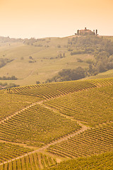 Image showing Tuscany vineyard