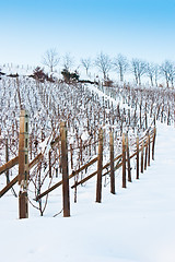 Image showing Tuscany: wineyard in winter