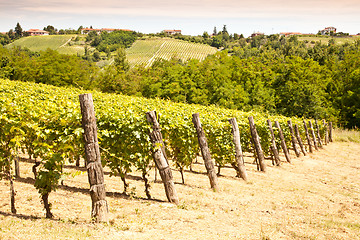 Image showing Italy - Piedmont region. Barbera vineyard