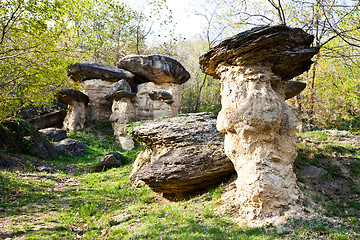 Image showing Imaginative forest landscape