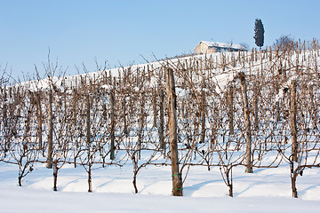 Image showing Tuscany: wineyard in winter