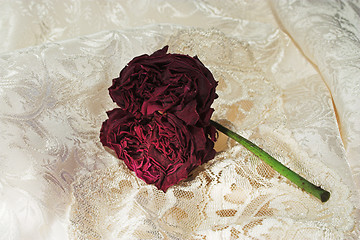 Image showing withered rose