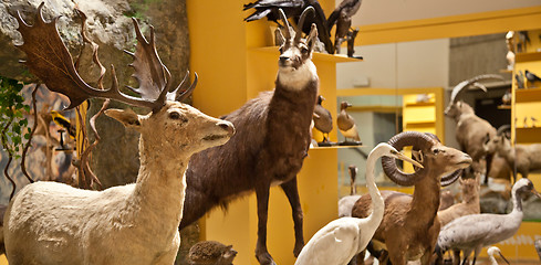 Image showing Nature Museum interior