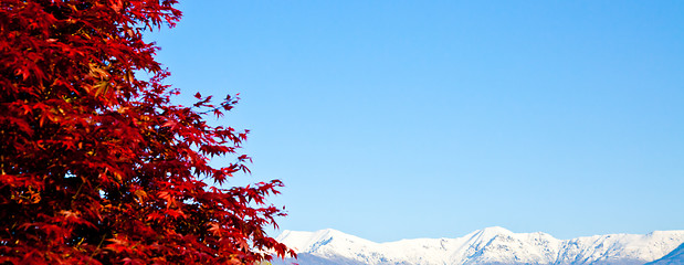 Image showing Red tree with Alps background
