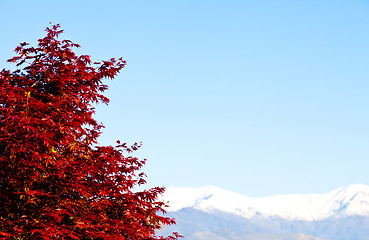 Image showing Red tree with Alps background