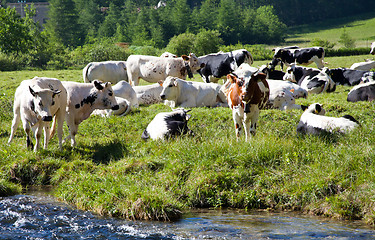 Image showing Cows and Italian Alps