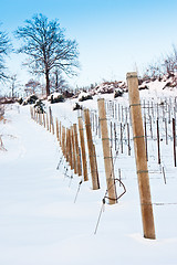 Image showing Tuscany: wineyard in winter