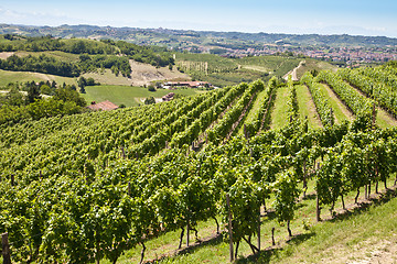 Image showing Vineyard in Italy