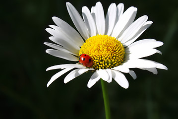 Image showing Camomile flower with ladybug