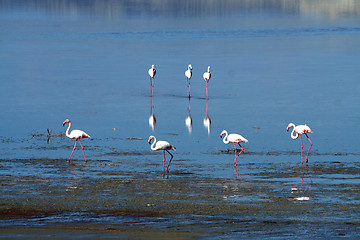 Image showing Flamingos