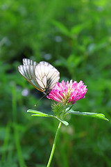 Image showing Beautiful butterfly