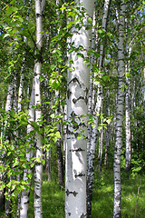 Image showing Birch in the forest