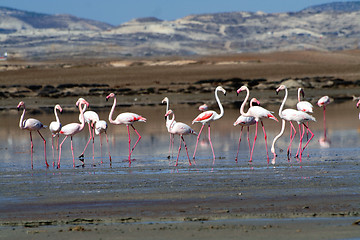 Image showing Flamingos at a salt lake