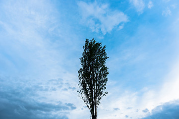 Image showing One tree against blue sky