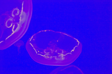 Image showing Jellyfish