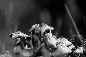 Image showing Fresh mushrooms closeup in the forest