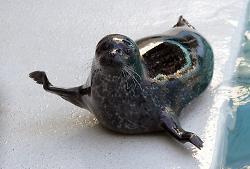 Image showing Harbour seal