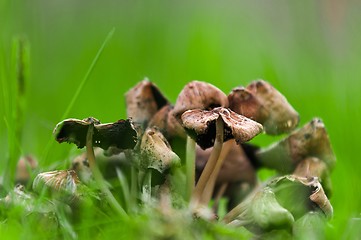 Image showing Fresh mushrooms closeup