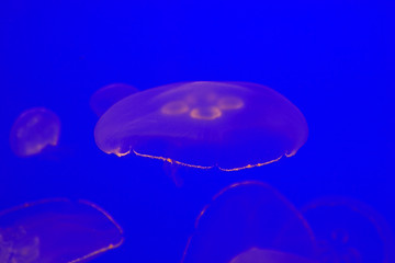 Image showing Jellyfish