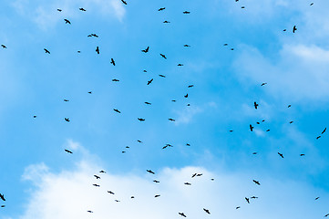 Image showing Flock of birds against blue sky