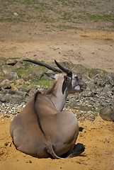 Image showing Antelope