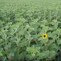 Image showing Lone sunflower