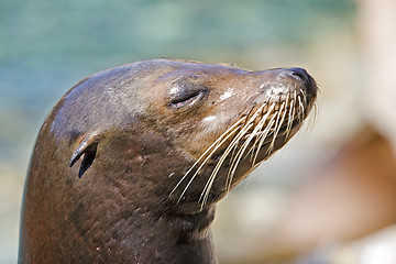 Image showing Sea Lion