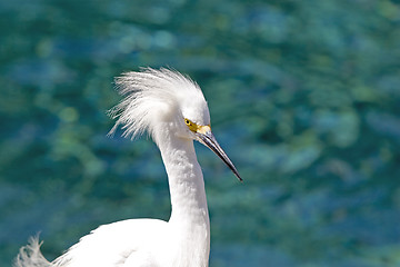 Image showing Egret